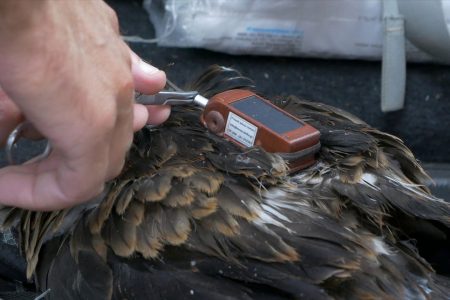 Τοποθέτηση πομπών σε αρπακτικά πουλιά