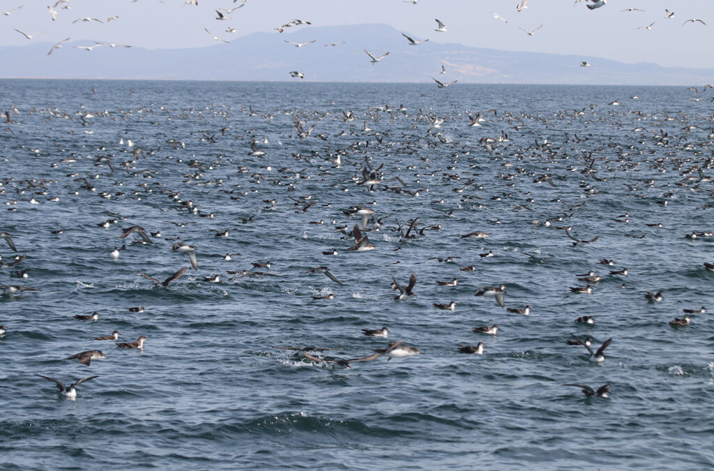 ΕΟΑ για τον Αγωγο ΑΣΦΑ Αλεξανδρούπολης