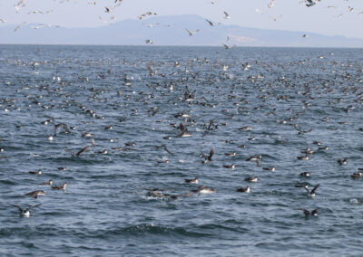 AA for the ASFA Pipeline Alexandroupolis