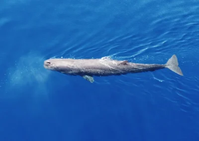 Species inventory in the Gulf of Cyparissia concession area