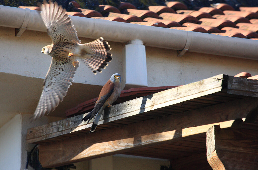 LIFE Lesser Kestrel Thessaly