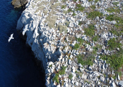 Determination of Good Environmental Status for seabirds