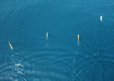 Species inventory in the Ionian Sea concession area