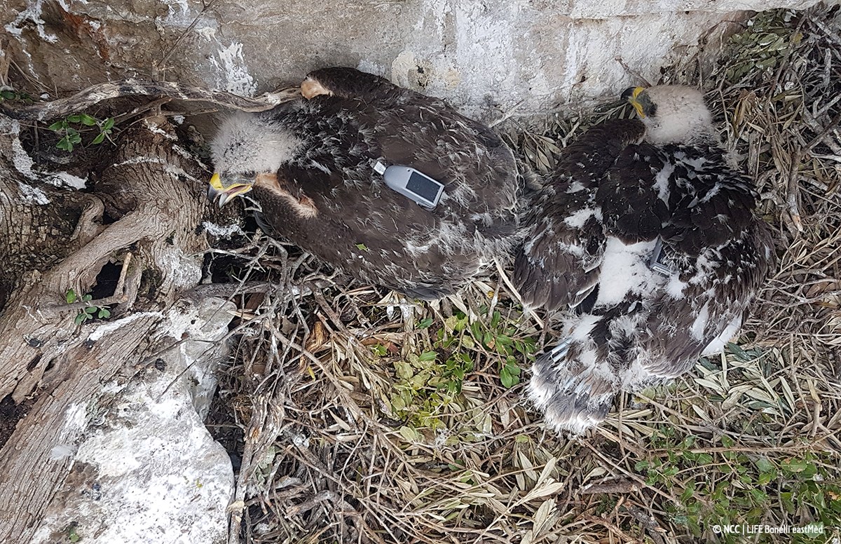 The long journeys of Vaius