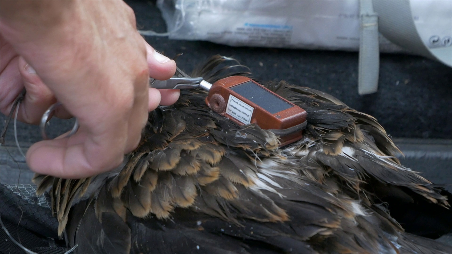 Placement of transmitters on birds of prey