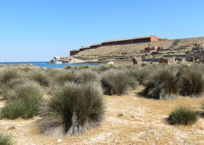 S.E.A. and Action / Management Plans