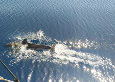 Environmental Monitoring during the construction phase of projects