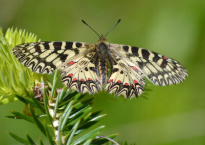 National Monitoring Programs