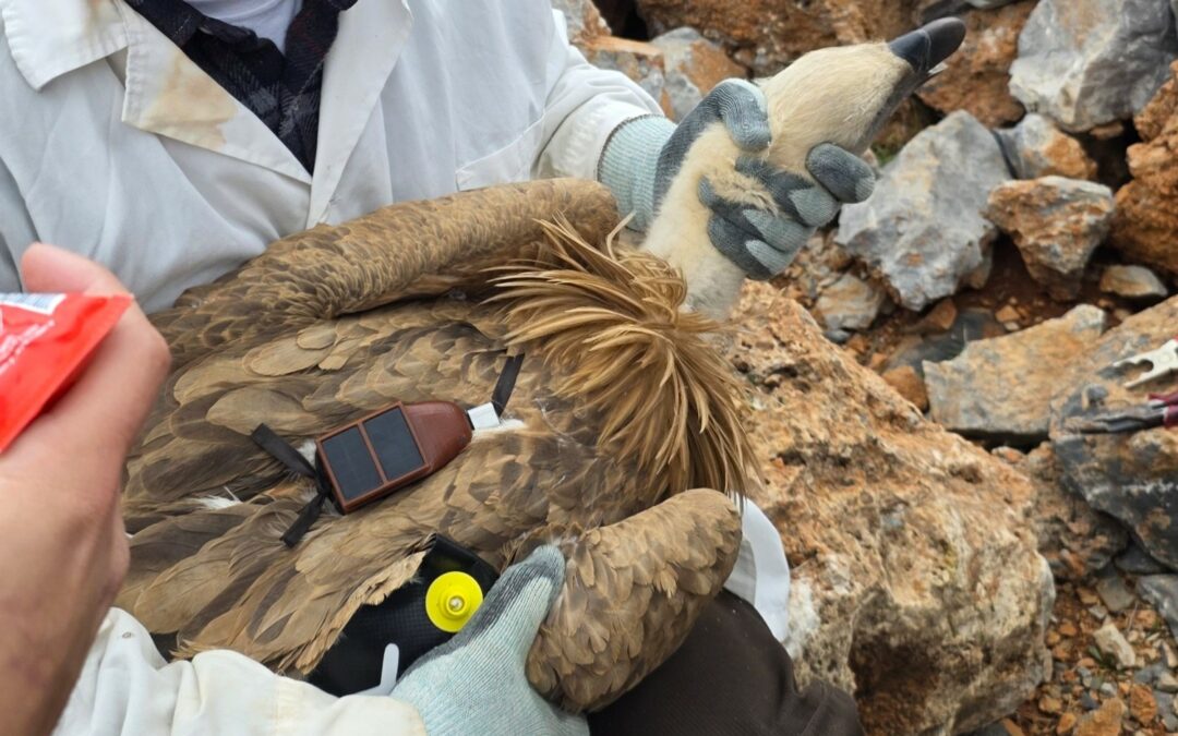 Προγράμματα Παρακολούθησης πτηνών σε αεροδρόμια