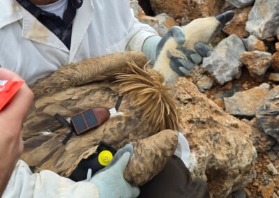 Bird Monitoring Programs at airports