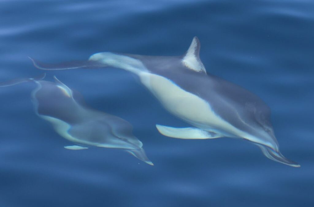 Παρακολούθηση βιοποικιλότητας στο θαλάσσιο περιβάλλον