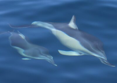 Biodiversity monitoring in the marine environment