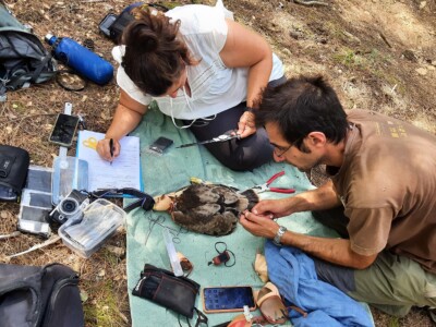 Telemetry tracking is often used in bird species.