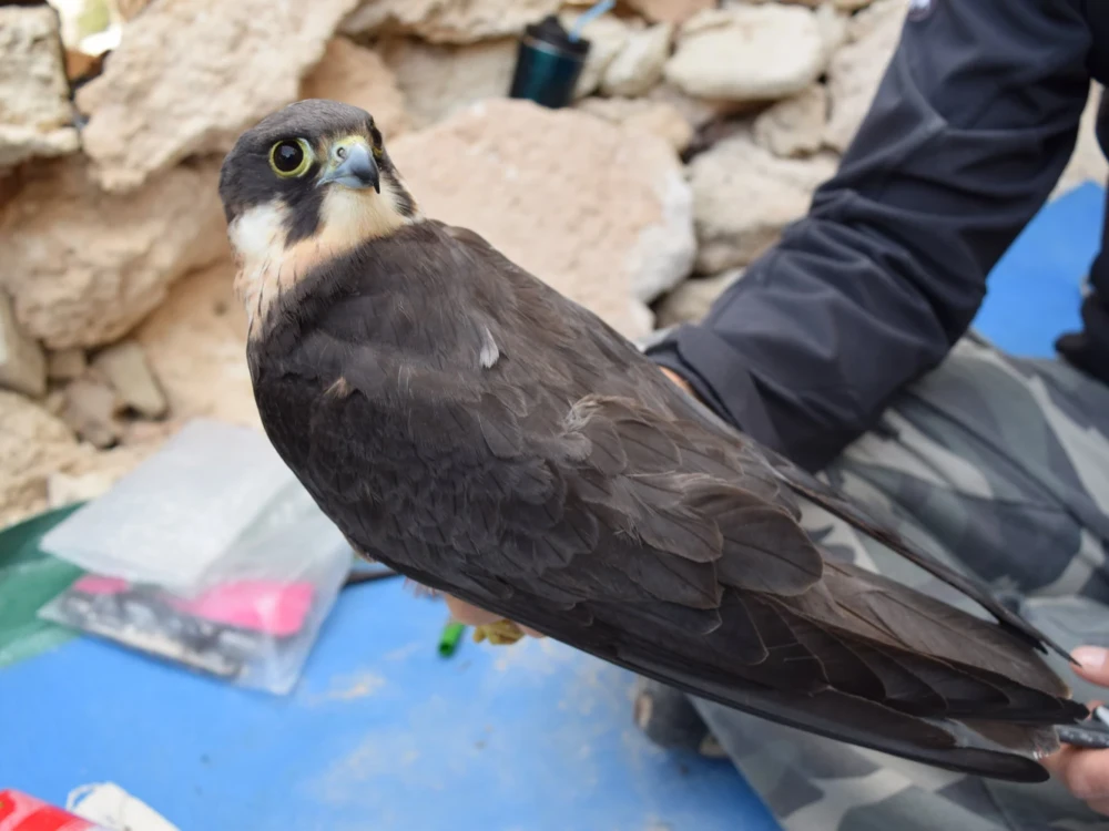 Μαυροπετρίτης