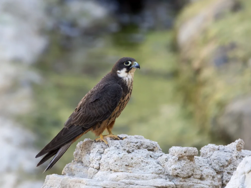 Ο Μαυροπετρίτης έχει δυο μορφές, εδώ η πιο ανοιχτόχρωμη.