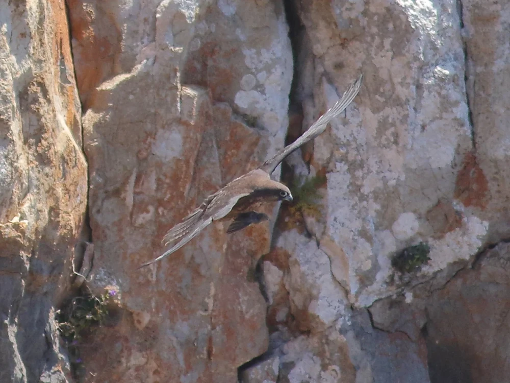 Ο Μαυροπετρίτης είναι το μόνο είδος που φωλιάζει το φθινόπωρο την εποχή της μετανάστευσης, για να ταϊζει τα μικρά του με πουλιά.