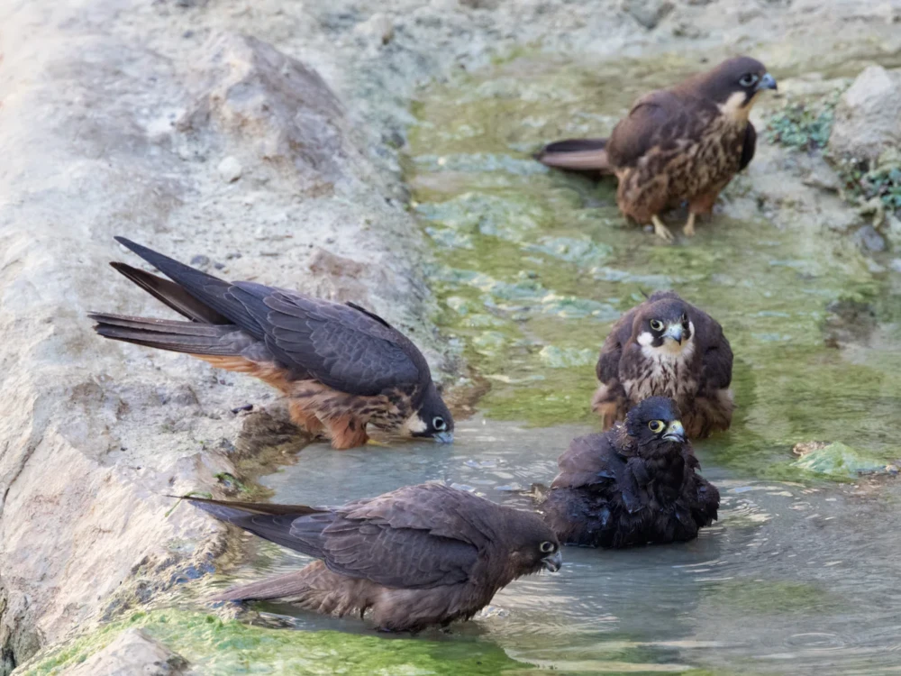 Μαυροπετρίτες στο μπάνιο, μπροστά δυο άτομα της σκούρας μορφής.