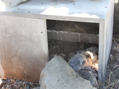 artificial nest with young