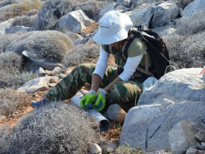 Οι αρουραίοι αποτελούν μεγάλο πρόβλημα για τις αποικίες πουλιών επειδή τρώνε τα αυγά και τα νεογέννητα πουλιά.