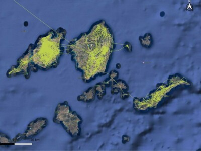 χάρτης με τις μετακινήσεις ενός σπιζαετού καταγραμμένες με τηλεμετρία
