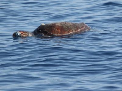 θαλάσσια χελώνα Caretta caretta