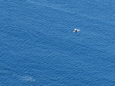 ρινοδέλφινο