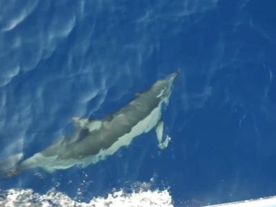 Common dolphin