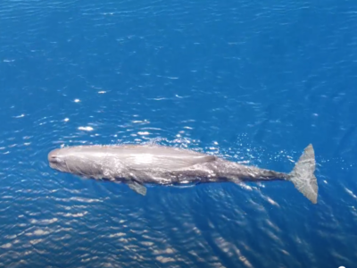 Οι φωνές των θαλάσσιων θηλαστικών ακούγονται πολύ μακριά στο νερό.