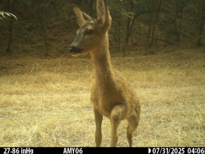 Trail cameras are perfect for larger mammals. Here a deer.