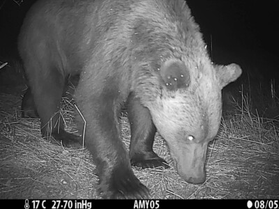brown bear