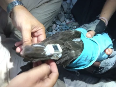 The transmitter is fittedto the tail of the bird.