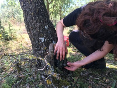 Τοποθετούνται στα μέρη όπου συχνάζουν τα ζώα.