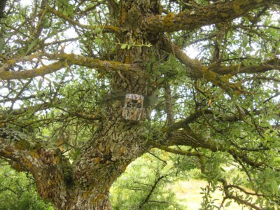 καμουφλάρισμένη κάμερα σε δέντρο