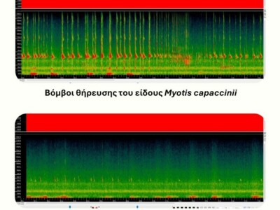 σπεκτρογράφημα από νυχτερίδες