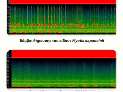 spectrograms of bats