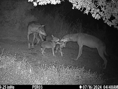 wolf family