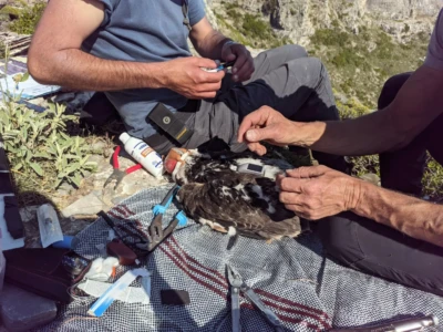 Ο πομπός στερεώνεται στην πλάτη του πουλιού.