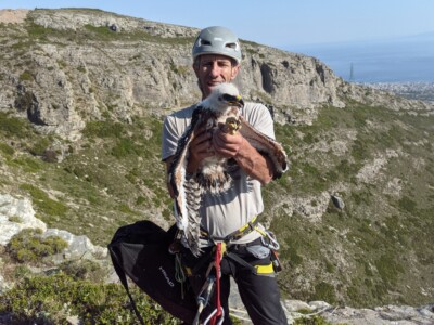 Telemetry is mainly used for large birds such as the rare Bonelli's eagle.