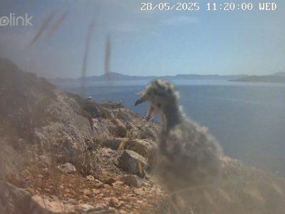 εδώ και το μωρό του