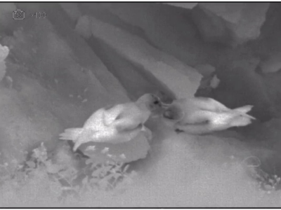 Εδώ μια θερμική κάμερα καταγράφει της κινήσεις αρτέμιδων στην φωλιά τους.