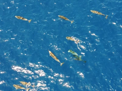 dolphins seen from the airplane