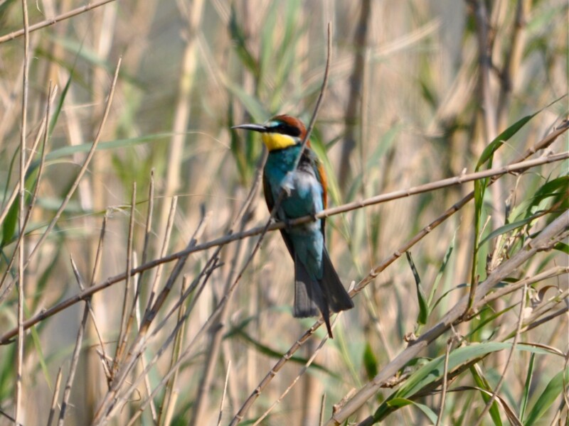 The ongoing monitoring of migratory birds is also very important.