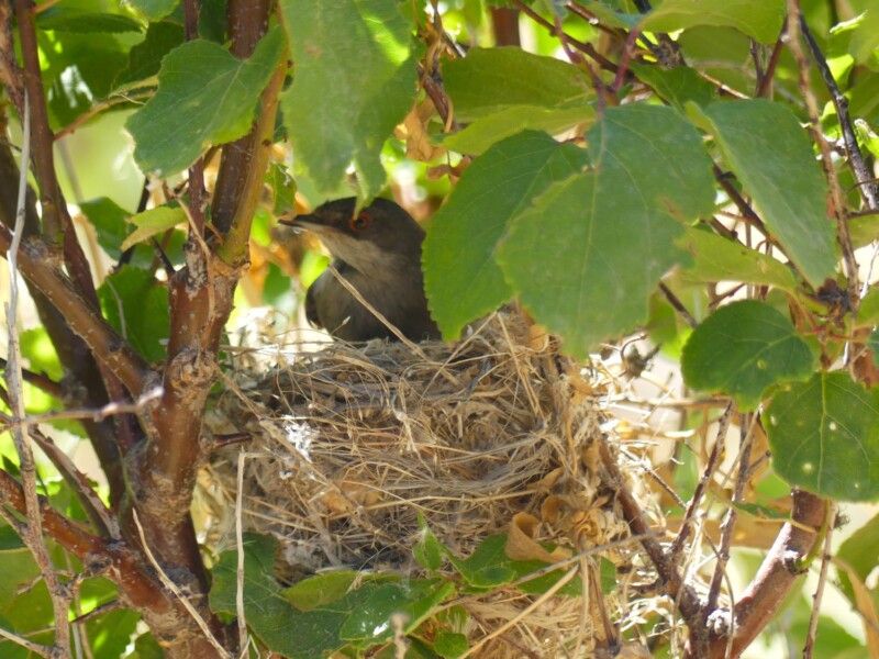 Daily audio recordings of the local fauna are made, particularly of the species that nest in the area.