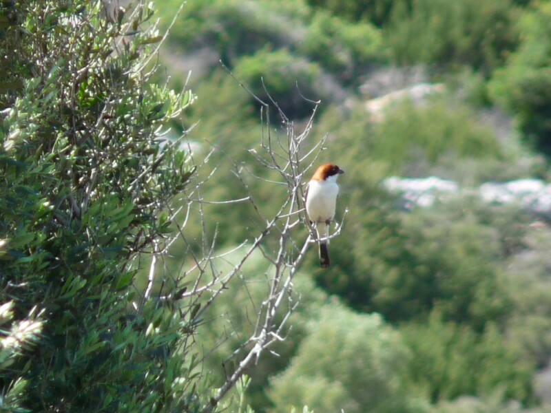 Since no observer is needed, the birds are not disturbed.