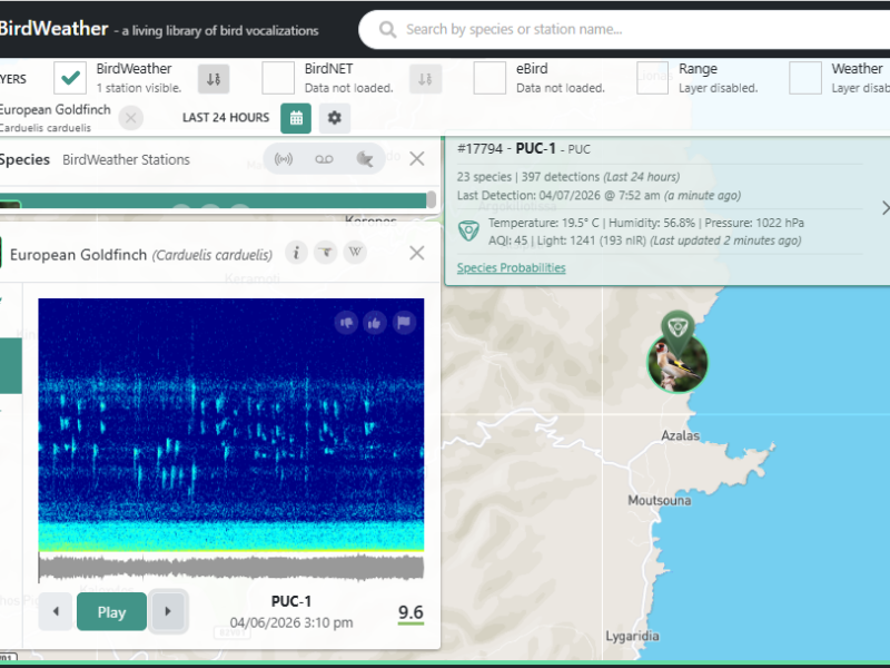 recording of goldfinches, Azalas, Naxos