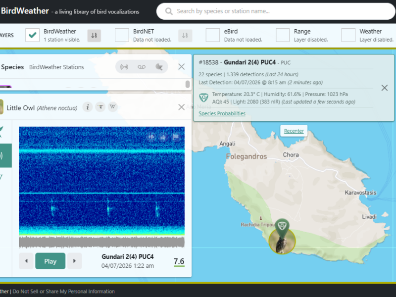 recording of Little owl, Goundari station, Folegandros