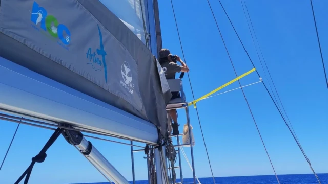 Monitoring the marine megafauna from the sailboat Artina.