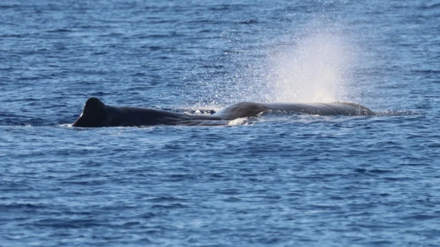 Sperm whale