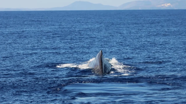 Sperm whale